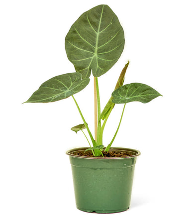 Alocasia 'Regal Shields' plant in a pot with a white background