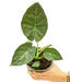 Alocasia 'Regal Shields' plant in a pot with a white background with a hand holding the pot showing top view