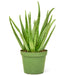 Aloe Vera Plant in a pot with a white background