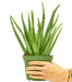 Aloe Vera Plant in a pot with a white background with a hand holding the pot