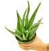 Aloe Vera Plant in a pot with a white background with a hand holding the pot showing top view