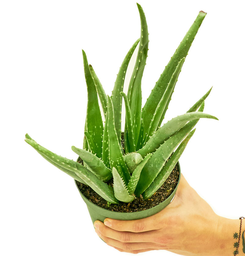 Aloe Vera Plant in a pot with a white background with a hand holding the pot showing top view