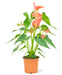 Anthurium 'Pink Flamingo' plant in a pot with a white background