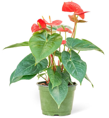 Anthurium 'Red Flamingo' plant in a pot with a white background
