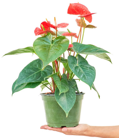 Anthurium 'Red Flamingo' plant in a pot with a white background and a hand holding the pot