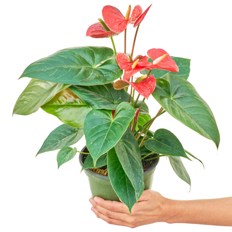 Anthurium 'Red Flamingo' plant in a pot with a white background with a hand holding the pot showing top view
