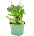 Medium size Baby Rubber Plant with a white background
