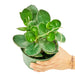 Medium size Baby Rubber Plant being held by a hand with a white background top view