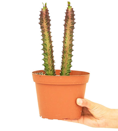 African Milk Tree EUPHORBIA Ruby Glow Plant in pot with white background with hand holding the pot 