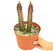 African Milk Tree EUPHORBIA Ruby Glow Plant in pot with white background with hand holding the pot top view