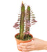 African Milk Tree EUPHORBIA Ruby Glow Plant in pot with white background with hand holding pot top view