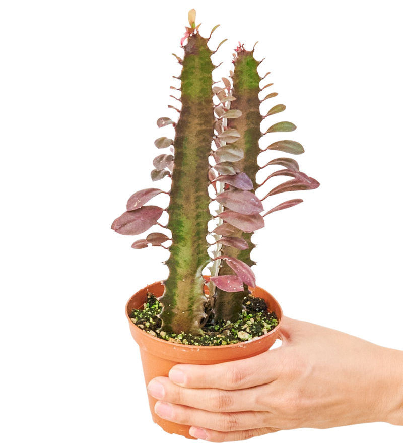 African Milk Tree EUPHORBIA Ruby Glow Plant in pot with white background with hand holding pot top view