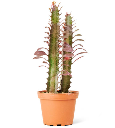 African Milk Tree EUPHORBIA Ruby Glow Plant in pot with white background