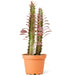 African Milk Tree EUPHORBIA Ruby Glow Plant in pot with white background