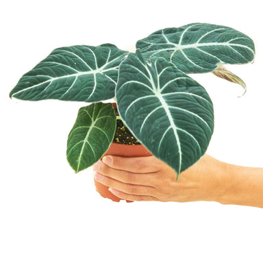 Alocasia Reginula Black Velvet Plant in pot with white background with hand holding pot top view