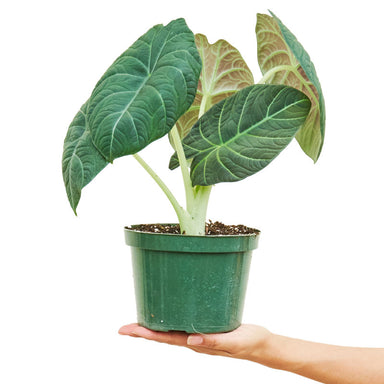 Alocasia Maharani Grey Dragon plant in a pot with a white background with a hand holding it