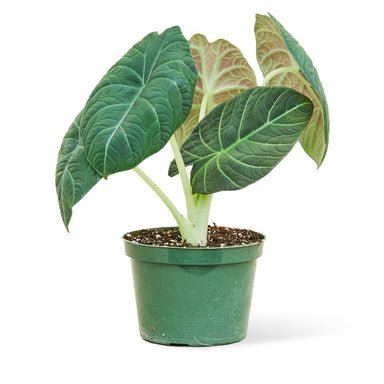 Alocasia Maharani Grey Dragon plant in a pot with a white background