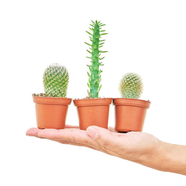 Photo of Three baby cacti in 2" diameter pots side by side on the palm of a hand with a white background