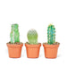 Photo of Three baby cacti in 2" diameter pots side by side  with a white background