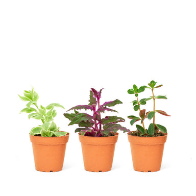 Photo of three extra small jungle plants in a 2" diameter pot with a white background