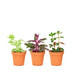 Photo of three extra small jungle plants in a 2" diameter pot with a white background