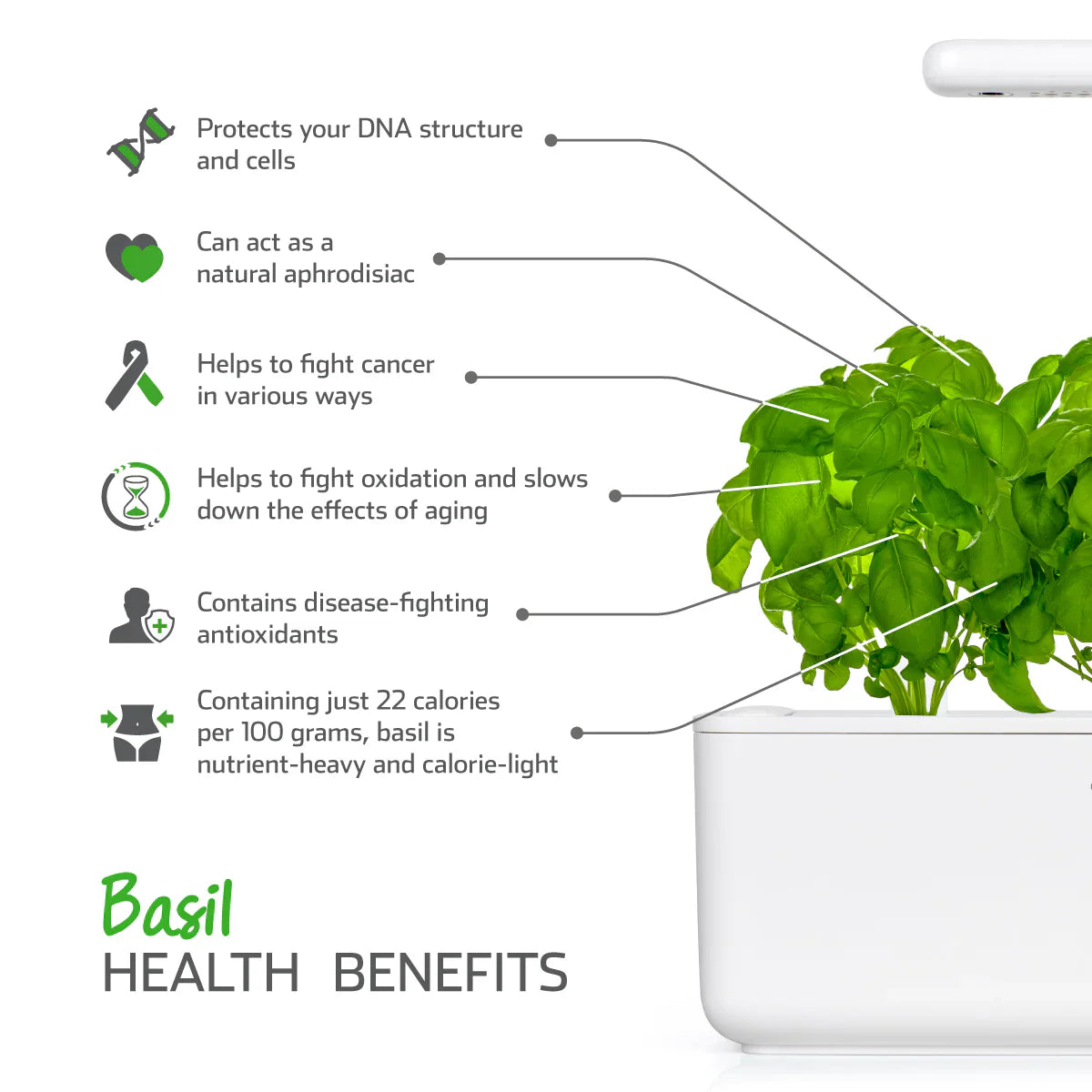 Click & Grow Basil Health Benefits