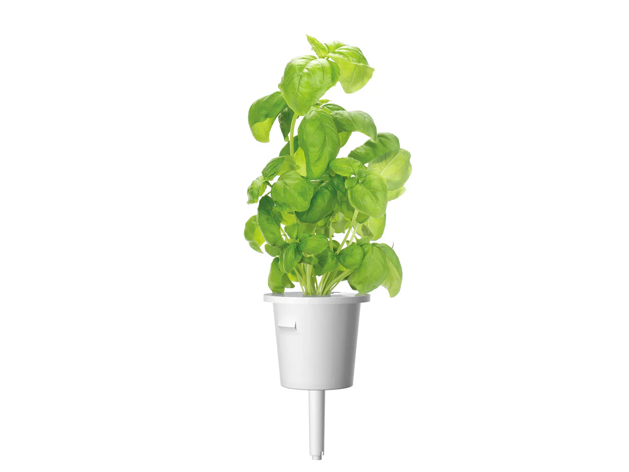 Click & Grow Basil Single Plant