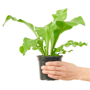 Small Bird's Nest Fern in a pot with a white background with a hand holding it