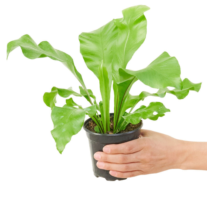 Small Bird's Nest Fern in a pot with a white background with a hand holding it tilting for a top view