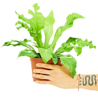 Medium Bird's Nest Fern in a pot with a white background with a hand holding the pot