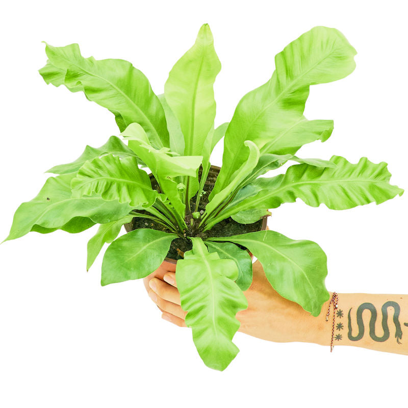 Medium Bird's Nest Fern in a pot with a white background with a hand holding it to see the top view