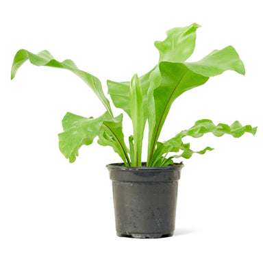 Small Bird's Nest Fern in a pot with a white background