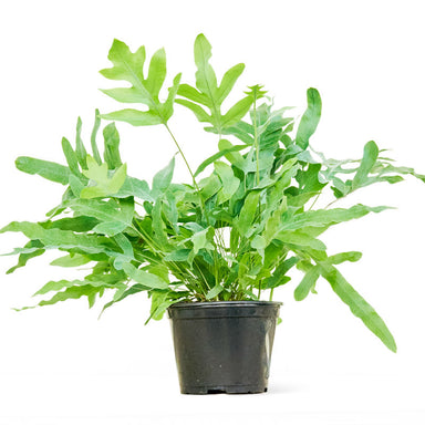 Medium Blue Star Fern in a pot with a white background