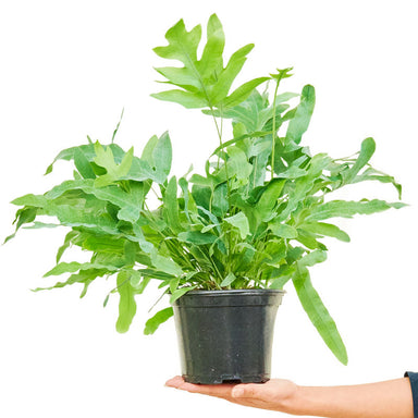 Medium Blue Star Fern in a pot with a white background with a hand holding the bottom