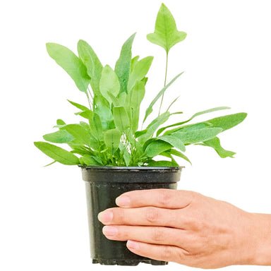 Small Blue Star Fern in a pot with a white background with a hand holding it