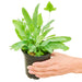 Small Blue Star Fern in a pot with a white background with a hand holding it tipped to see the top view