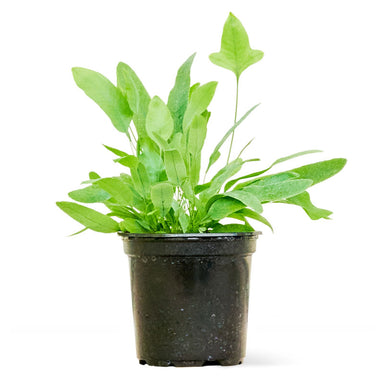 Small Blue Star Fern in a pot with a white background
