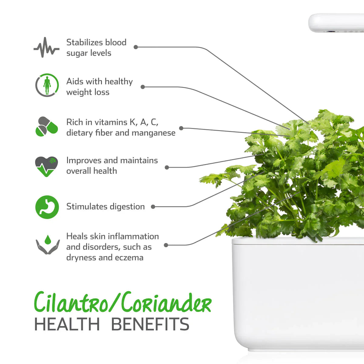 Click & Grow Cilantro/Coriander Health Benefits