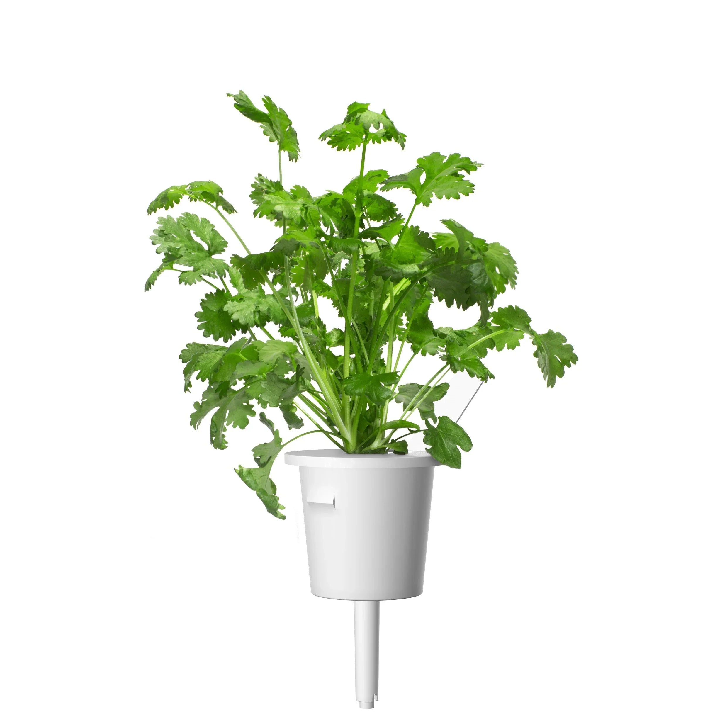 Click & Grow Cilantro/Coriander Single Plant