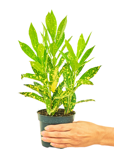 Small size Gold Dust Croton Plant in a growers pot with a white background with a hand holding the pot
