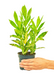 Small size Gold Dust Croton Plant in a growers pot with a white background with a hand holding the pot
