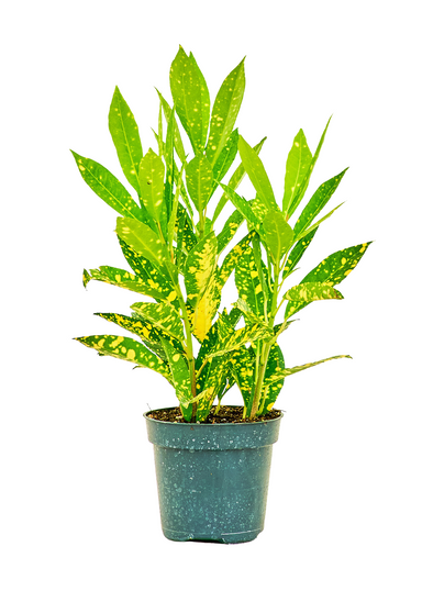 Small size Gold Dust Croton Plant in a growers pot with a white background