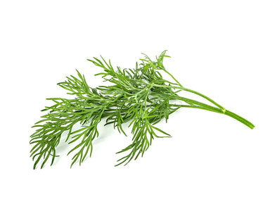 Click & Grow Dill Plant