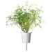 Click & Grow Dill Single Plant