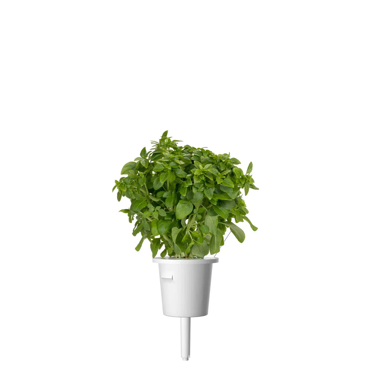 Click & Grow Dwarf Basil Single Plant