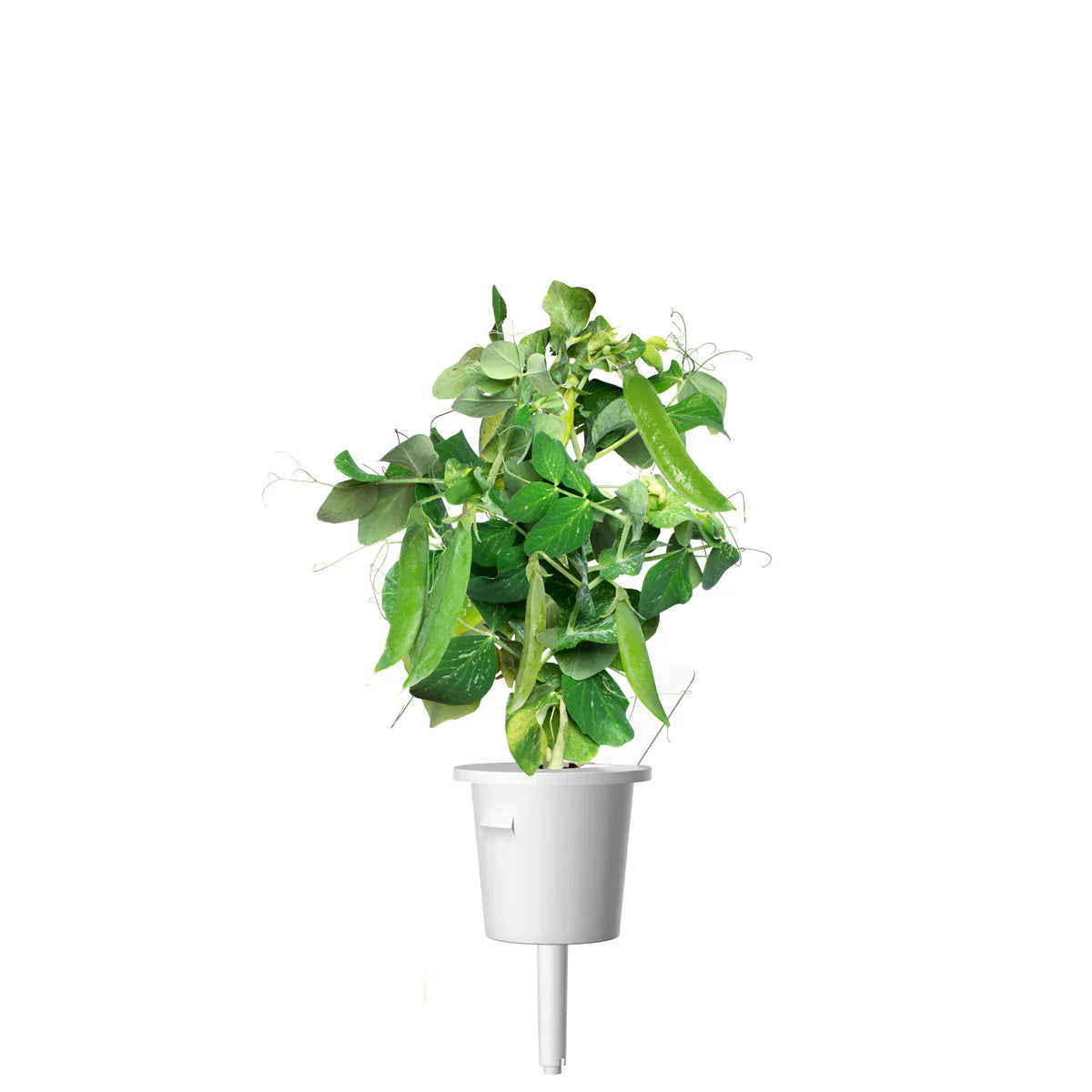 Click & Grow Dwarf Pea Single Plant