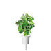 Click & Grow Dwarf Pea Single Plant