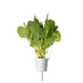 Click & Grow Green Chard Single Plant