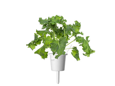 Click & Grow Green Kale Single Plant