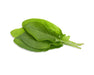 Click & Grow Green Sorrel Plant